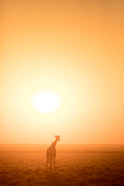 silhueta do giraffe em um nascer do sol dourado. - niger delta - fotografias e filmes do acervo