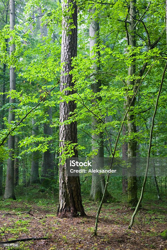 Mix de floresta ao amanhecer no verão - Foto de stock de Bosque - Floresta royalty-free