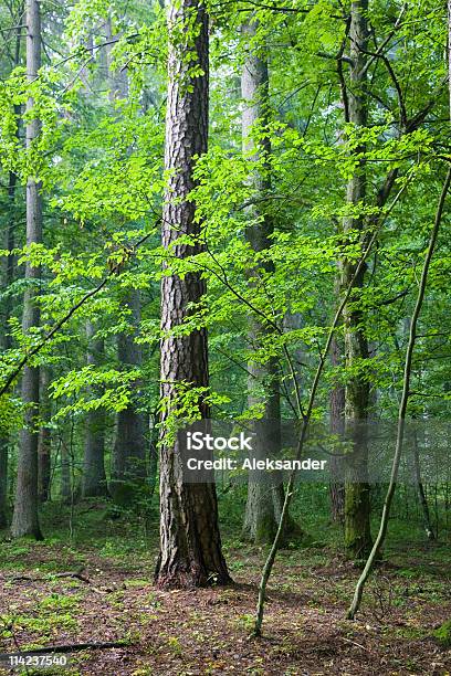 Foto de Mix De Floresta Ao Amanhecer No Verão e mais fotos de stock de Bosque - Floresta - Bosque - Floresta, Carpa - Árvore de folha caduca, Conífera