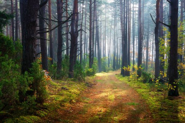 istock Morning forest landscape. Scenic woodland 1142376218