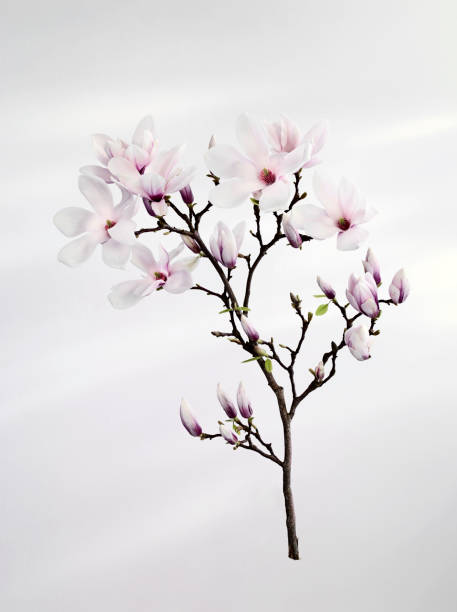 Branch from Magnolium tree in full bloom. Shot on white/pink background