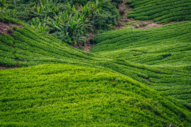 The hills covered by green rows of tea bushes.