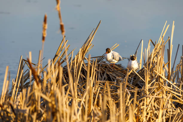 Several terns breed in natural nest made of breed and hay in spring