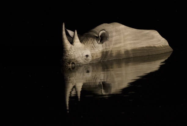 istock Rhino in Etosha National Park, Namibia. 1142377739