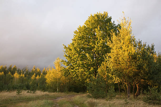 Group of trees over ground road Group of trees over ground road in soft sunset light birch gold group reviews legit stock pictures, royalty-free photos & images