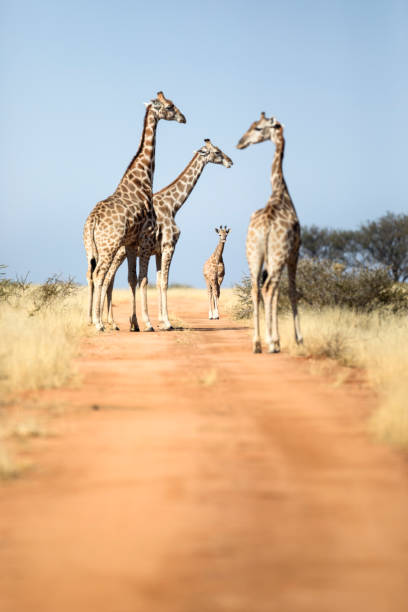 uma torre do giraffe contrastou de encontro a um céu azul. - niger delta - fotografias e filmes do acervo