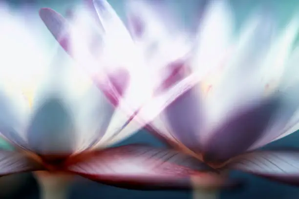 Abstract of Lotus Waterlily flowers double exposure Thailand nature