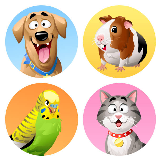 ilustrações de stock, clip art, desenhos animados e ícones de pet icons- cat, dog, budgie and guinea pig - golden retriever retriever white background isolated