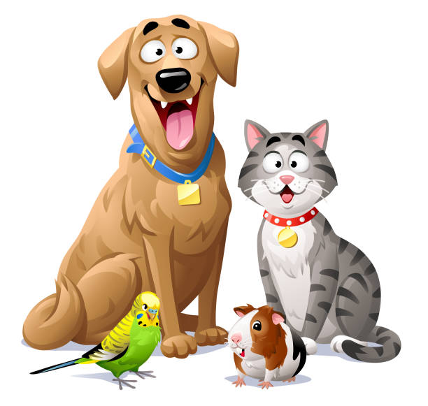 Cat, Dog, Budgie And Guinea Pig Vector illustration of a cheerful group of pets. A dog, a gray striped cat, a green budgie and a guinea pig, sitting next to each other, isolated on white. Concept for pets, domestic animals, veterinarians and pet shops. cartoon animals stock illustrations