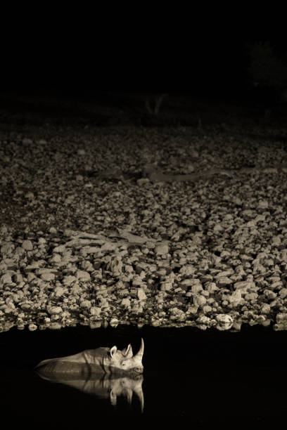Rhino in Etosha National Park, Namibia.