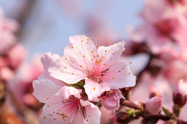 istock Peach Blossom - Spring of Japan - 1142383617