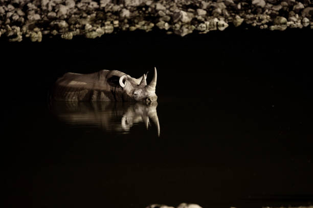 istock Rhino in Etosha National Park, Namibia. 1142384025