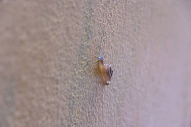 Snail crawling along a yellow wall