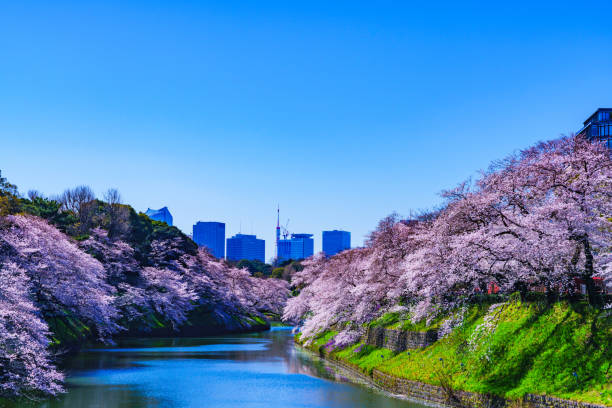 istock Spring Tokyo in Japan 1142384960