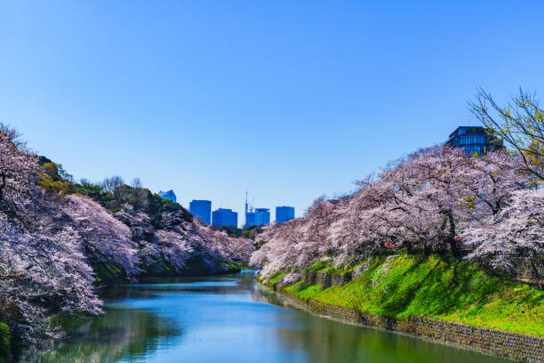 istock Spring Tokyo in Japan 1142384987