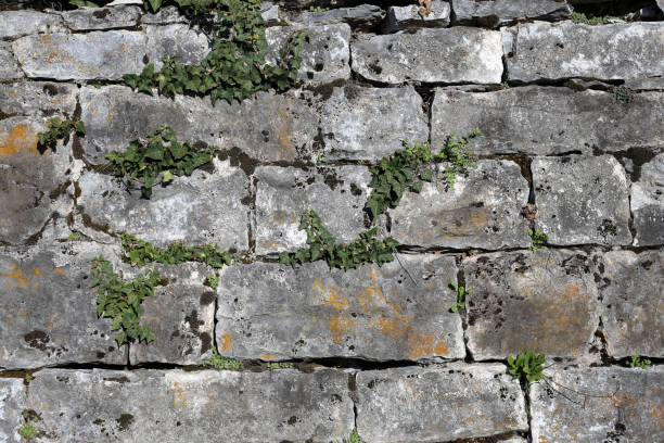 istock Little Ive Leaves Growing on a Medieval Grey Tile Wall 1142386033