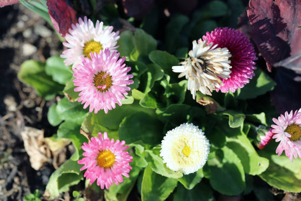 istock Blooming Pink Chrysanthemum Flowers in a Closeup 1142386063