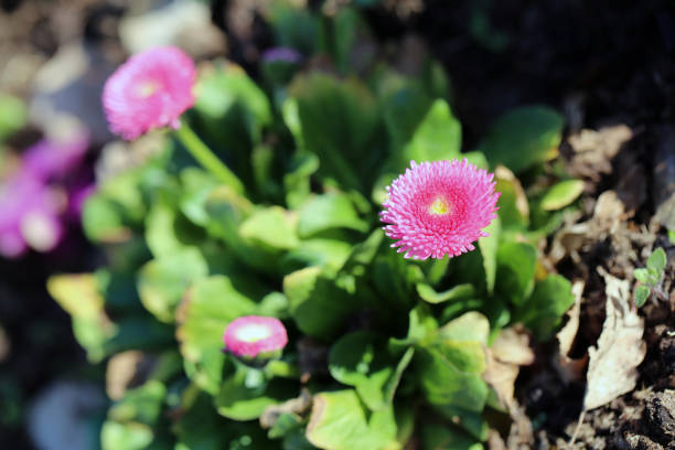 istock Blooming Pink Chrysanthemum Flowers in a Closeup 1142386137
