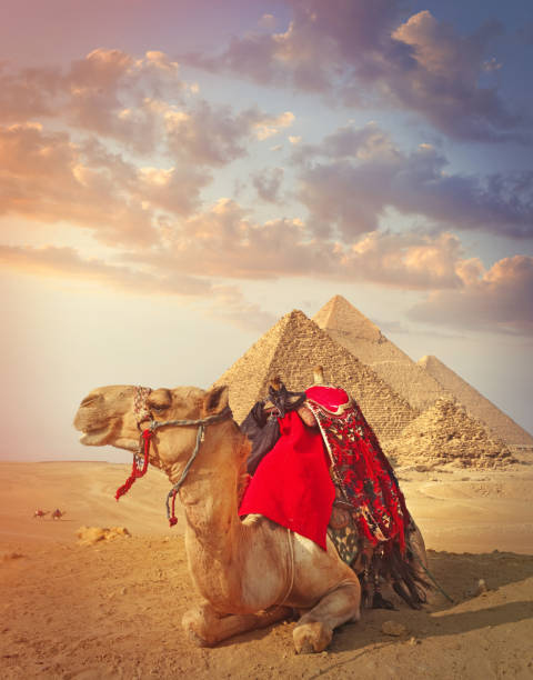 Egyptian camel and the pyramids in Giza Resting camel and the pyramids in Giza dromedary camel stock pictures, royalty-free photos & images