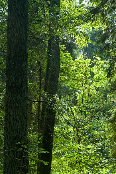 istock Sunny day in old natural mixed forest 114238643