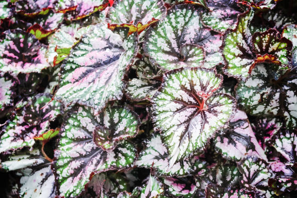 istock Colorful leaves texture top view background , Ornamental plants 1142386448