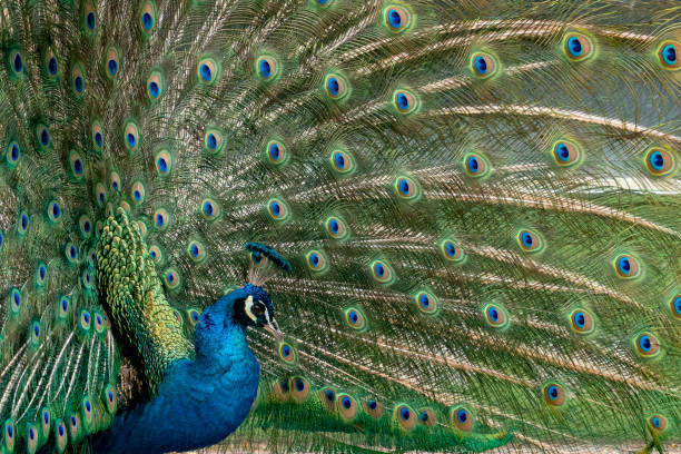 istock peacock bird wonderful feather open wheel portrait 1142386939