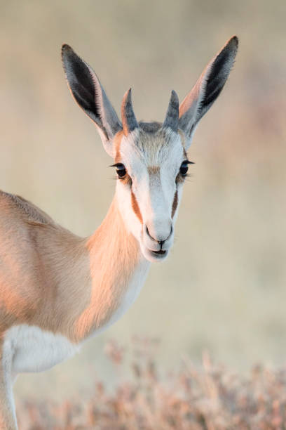 istock Portrait of a springbok with long eye lashes. 1142387545