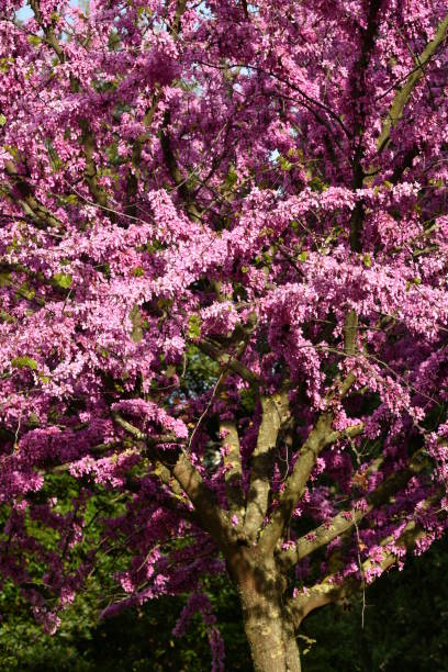 istock Mexican Redbud Tree Springtime Blossoms. Cercis siliquastrum. 1142388068