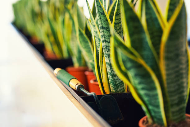 istock Design offices, landscaping and caring for plants 1142388928