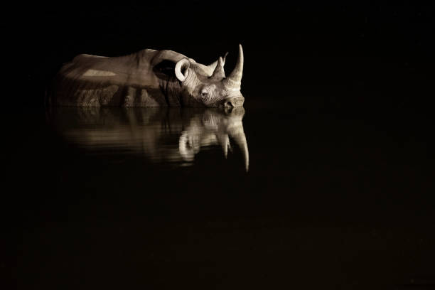 Rhino in Etosha National Park, Namibia.