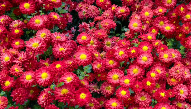 istock Red green chrysanthemum flowers background 1142389060