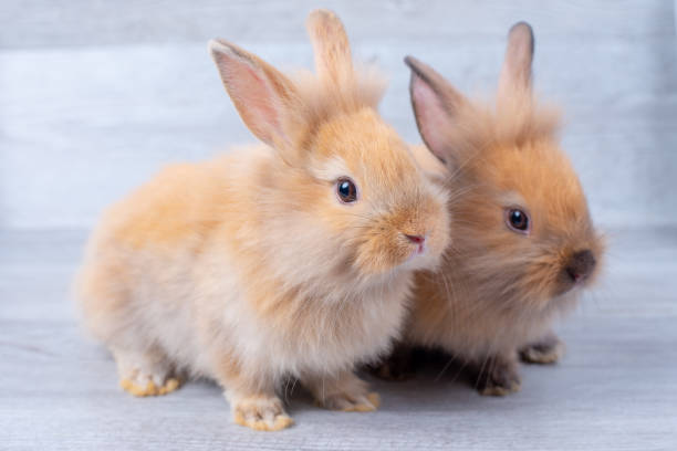 istock Two little bunny rabbits stay on gray wooden pattern background with different positions 1142389113