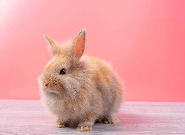 istock Small light brown rabbit look at camera and stay on gray wood table with pink background 1142389119