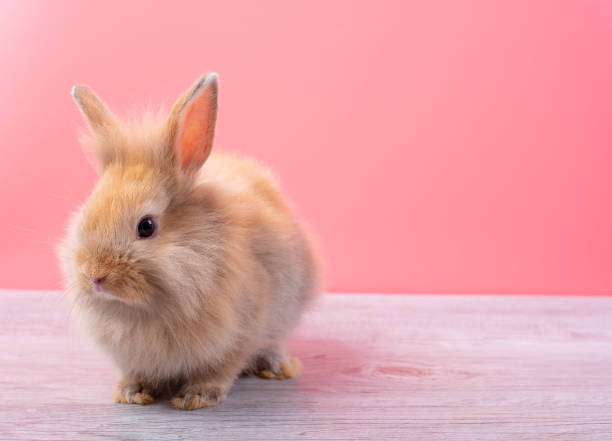 istock Small light brown rabbit look at camera and stay on gray wood table with pink background 1142389161