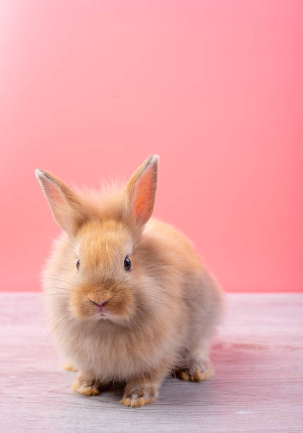 istock Small light brown rabbit look at camera and stay on gray wood table with pink background 1142389168