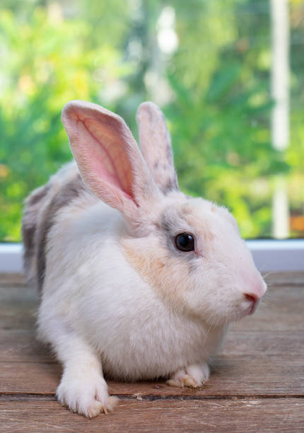 istock Long ears bunny rabbit stay on wood table with green and nature background 1142389267
