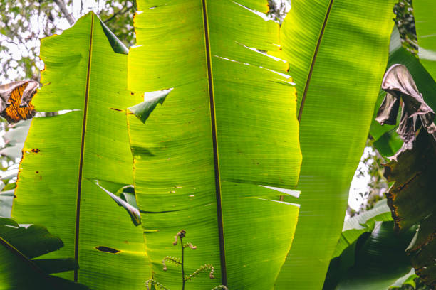 120+ Face On Banana Leaf Stock Photos, Pictures & Royalty-Free Images ...