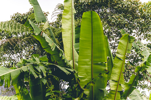 Banana leaves in a jungle.