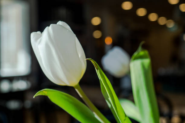 istock Flowerpot on a wooden table. 1142390394