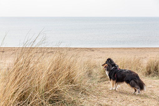 Shetland Sheepdog puppie looking curiously over a beach