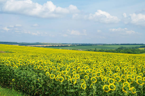 istock sunflower field and cloudy sky 1142391796