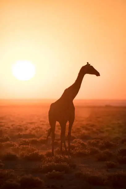 Photo of Giraffe silhouette in a golden sunrise.
