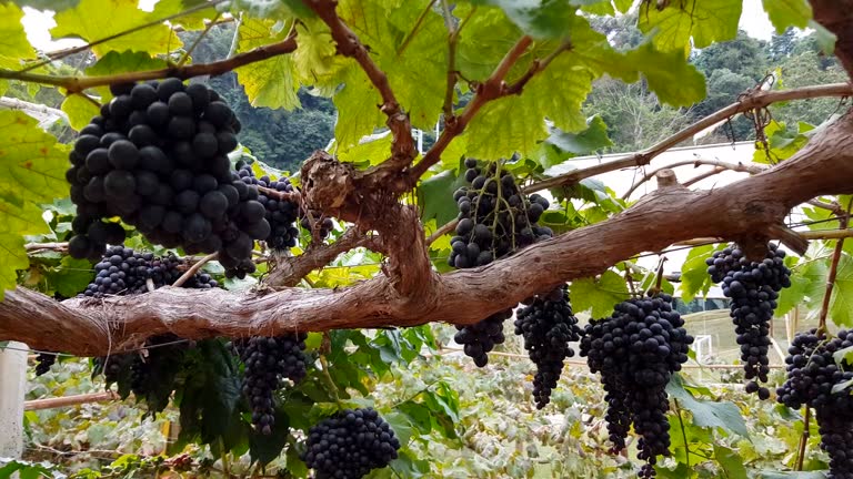 Grapes harvest. Farmers hands with freshly harvested black grapes.