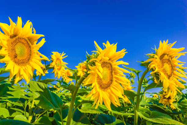 istock Field of sun flowers 1142393339