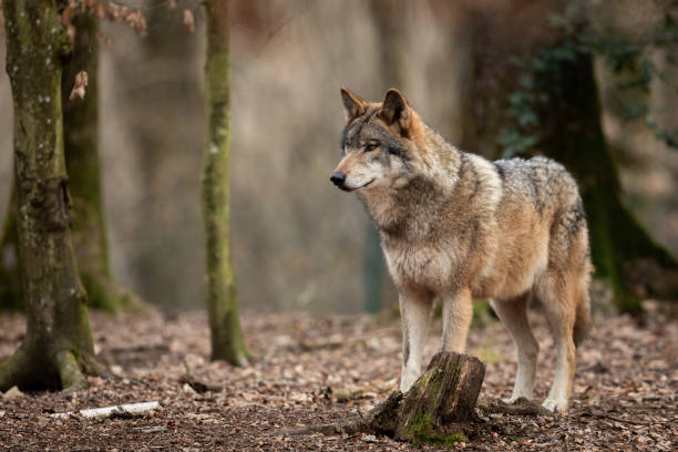Grey wolf Grey wolf in the forest carnivorous photos stock pictures, royalty-free photos & images