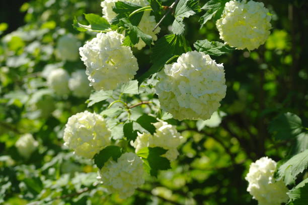 istock White scented flowers against background 1142394072