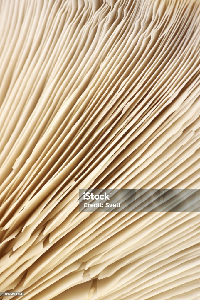 Oyster mushroom gills texture Close-up of oyster mushroom gills texture as background. Abstract Stock Photo