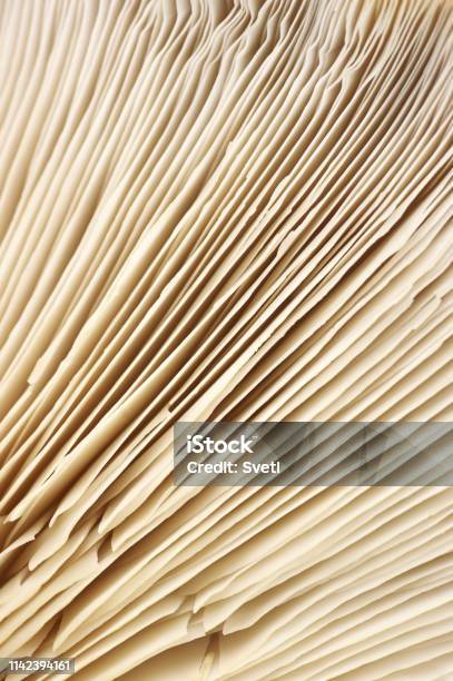 Oyster Mushroom Gills Texture Stock Photo - Download Image Now - Abstract, Backgrounds, Boletus