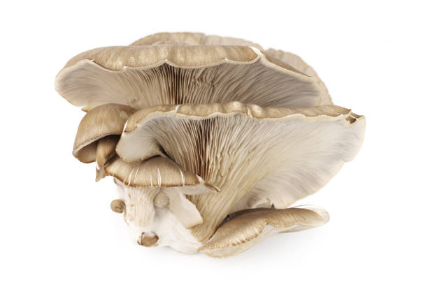 istock Oyster mushrooms on white 1142394163