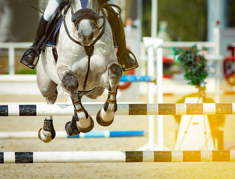 Horse and rider in show jumping in summer equine games